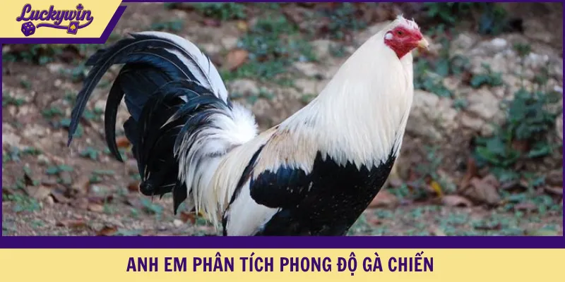 Anh em phân tích phong độ gà chiến