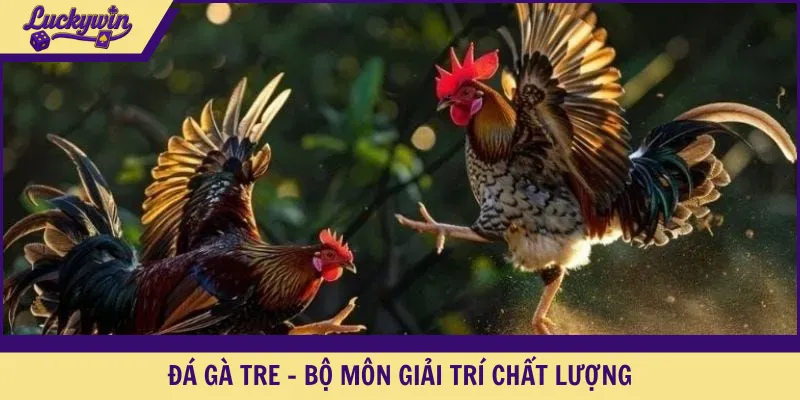 Đá gà tre - Bộ môn giải trí chất lượng