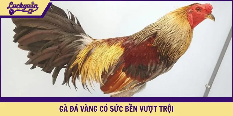 Gà đá vàng có sức bền vượt trội