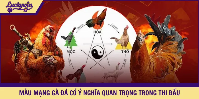 Màu mạng gà đá có ý nghĩa quan trọng trong thi đấu