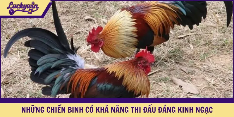 Những chiến binh có khả năng thi đấu đáng kinh ngạc