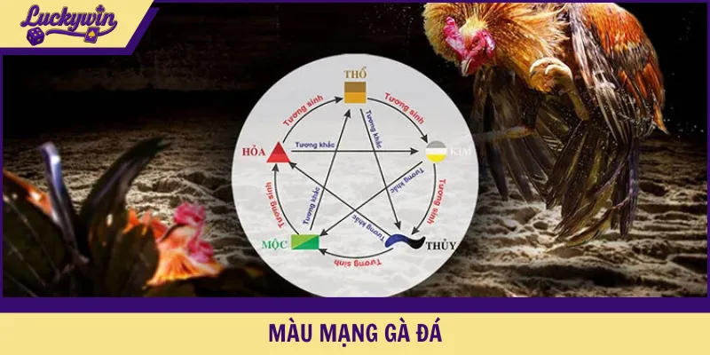 màu mạng gà đá